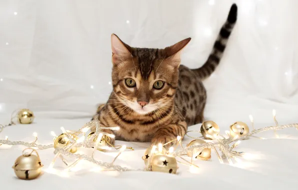 Кошка, кот, украшения, огни, праздник, новый год, гирлянда, полосатый