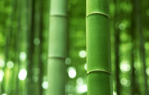 Бамбук, стебель, ствол, зелёный