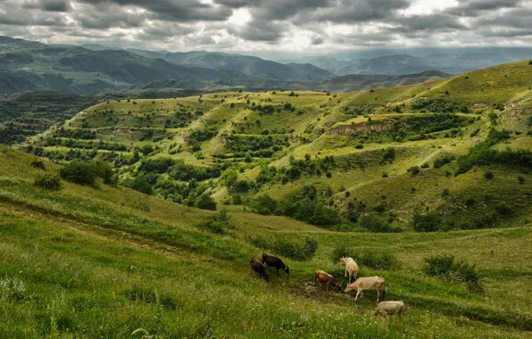 Пейзаж, горы, природа, коровы, россия, дагестан