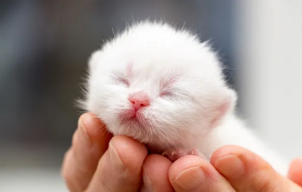 Кошка, белый, котенок, руки, малыш, серый фон, мордашка, боке