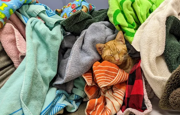 Кошка, кот, спит, полотенца