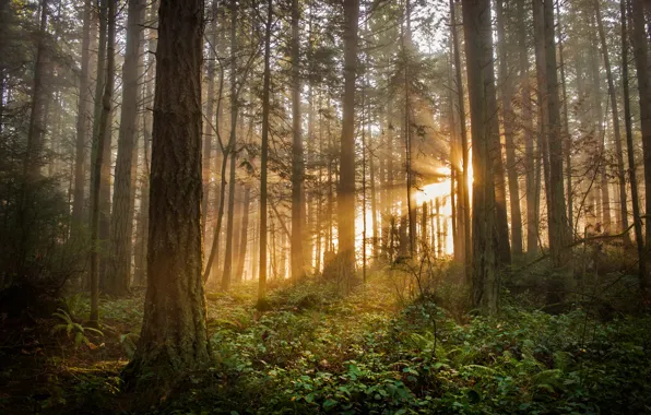 USA, forest, Washington State, Lummi Island