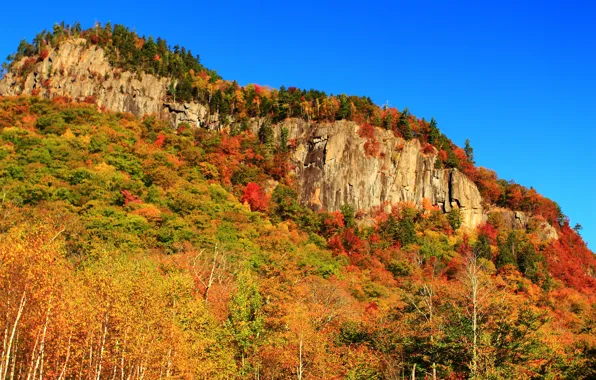 Лес, деревья, горы, природа, скалы, Осень, forest, trees