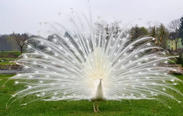Картинка белый, хвост, павлин