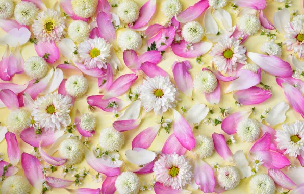 Цветы, лепестки, розовые, white, белые, хризантемы, pink, flowers