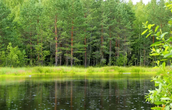 Картинка зелень, лес, трава, деревья, озеро, Россия, Ленинградская область