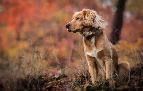 Картинка осень, трава, природа, Собака, боке