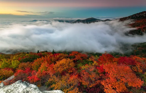 Картинка осень, лес, деревья, горы, туман, камни, утро, США