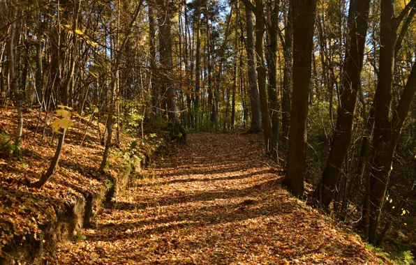 Картинка Осень, Деревья, Лес, Тропа, Fall, Листва, Autumn, Colors