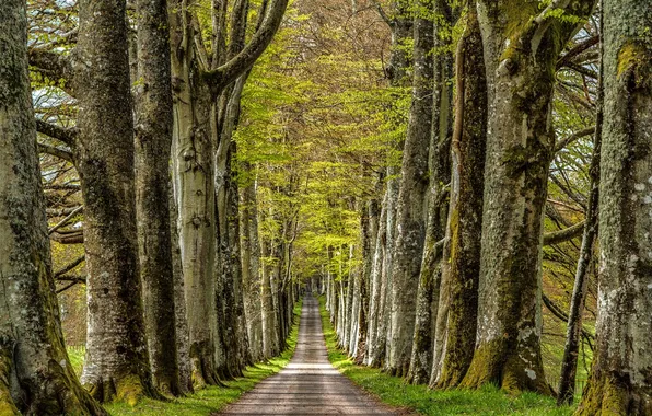 Дорога, деревья, природа