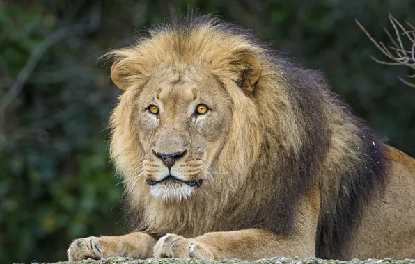 Кошка, взгляд, морда, лев, грива, ©Tambako The Jaguar