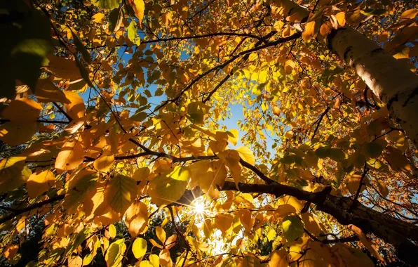 Картинка осень, небо, листья, деревья, краски, береза