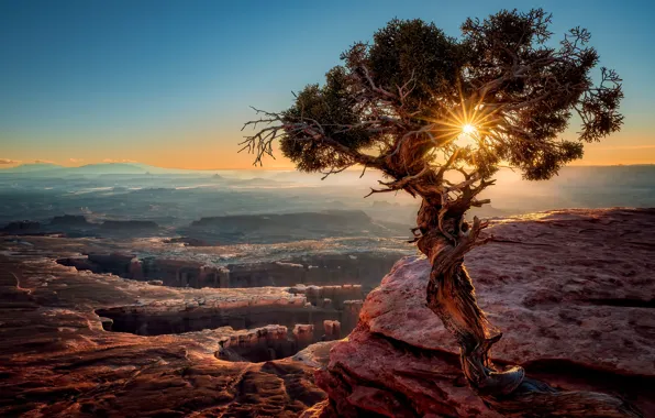 Картинка солнце, свет, закат, горы, дерево, США, сосна, каньоны
