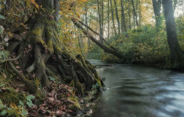 Green, forest, river, trees, moss