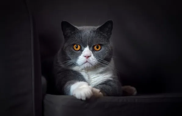 Кошка, взгляд, фон