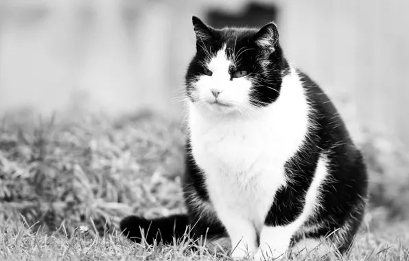 Картинка кот, взгляд, киска, котэ, черно-белые