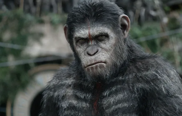 Обезьяна, monkey, Цезарь, Caesar, шимпанзе, Планета обезьян: Революция, Dawn of the Planet of the Apes, …