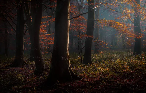 Картинка осень, лес, деревья, природа, Англия, England, Edd Allen