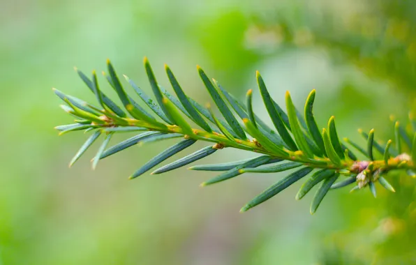 Green, spruce, twig