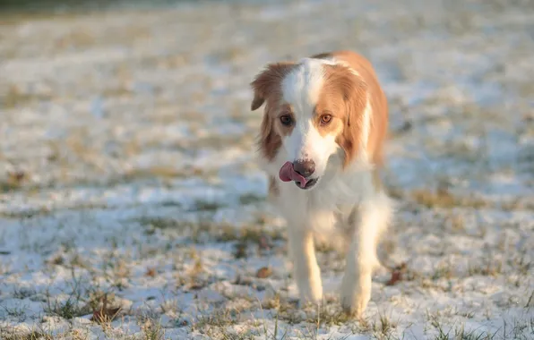 Картинка зима, поле, друг, собака