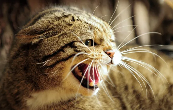 Картинка морда, злость, ярость, пасть, клыки, оскал, дикая кошка, европейский лесной кот