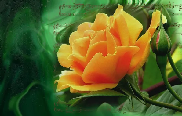 Картинка цветок, лето, природа, настроение, роза, розы, красота, rose