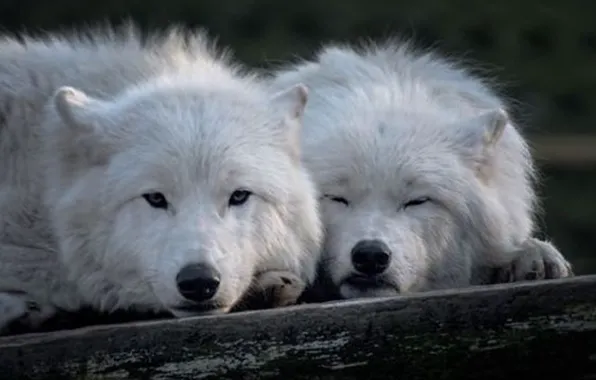 Картинка nature, predator, animal, wolf, wildlife, portrait, portrait., Canis lupus. face