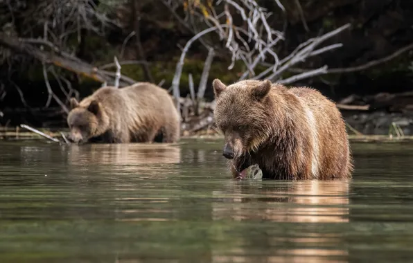 Взгляд, морда, ветки, природа, берег, рыбалка, рыба, медведь