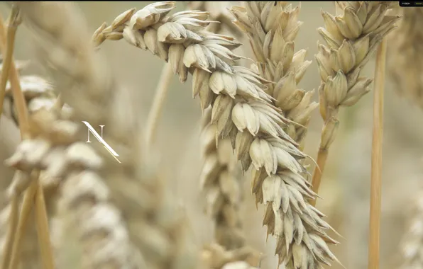 Пшеница, поле, колос