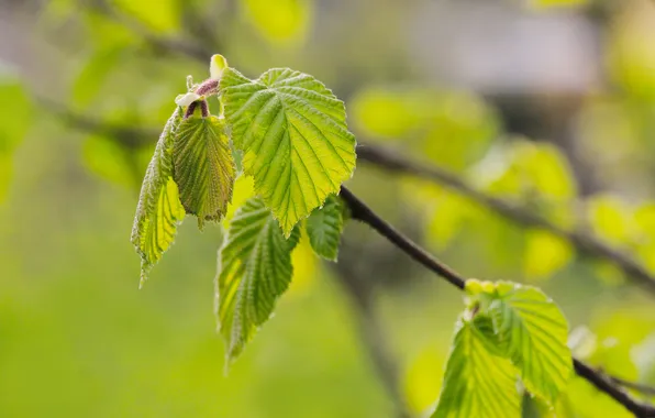 Tree, spring, leaf, twig