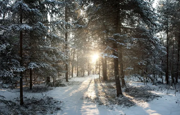 Зима, снег, восход, Висконсин, United States, winter, Sunrise, Филлипс
