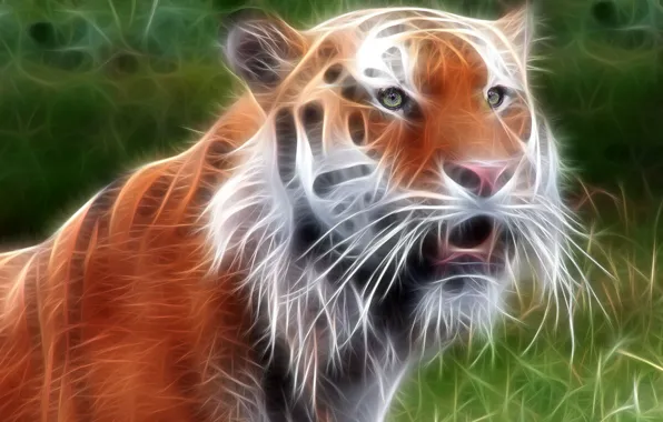 Картинка тигр, обработка, зверь