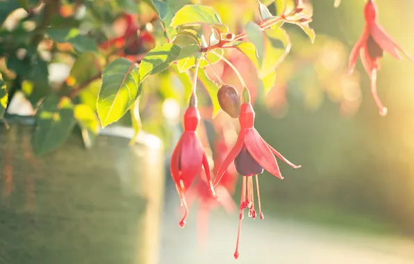 Макро, цветы, фон