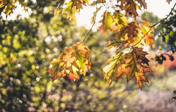 Картинка осень, листья, ветки