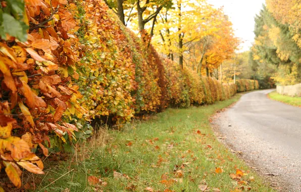 Дорога, осень, листья, деревья, природа, кусты
