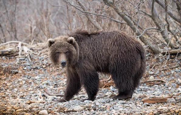 Картинка forest, bear, nature, rocks, look