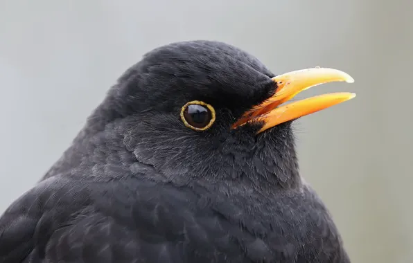 Природа, птица, Blackbird
