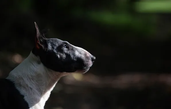 Картинка собака, профиль, bull terrier