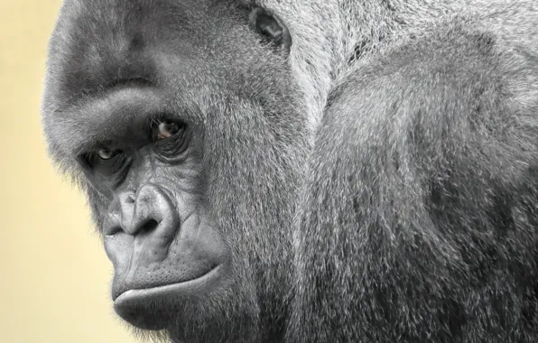 Взгляд, обезьяна, gorilla