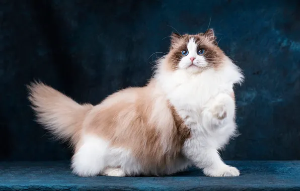 Кошка, кот, взгляд, морда, поза, темный фон, белая, голубые глаза