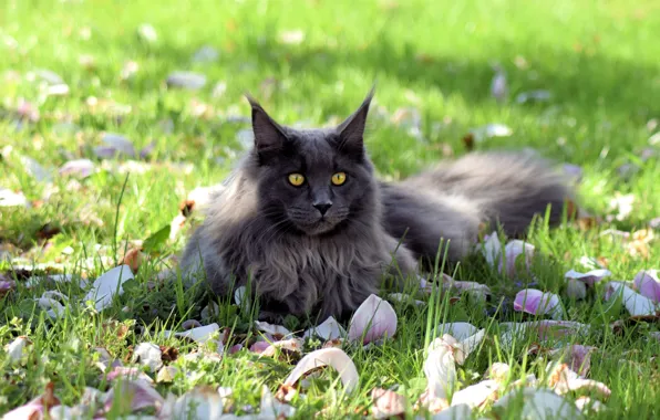 Зелень, кошка, трава, кот, взгляд, морда, свет, цветы