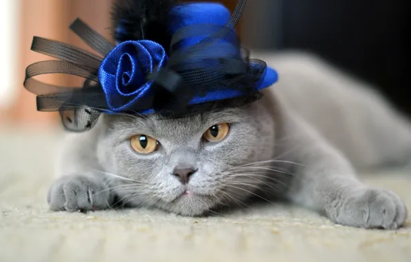 Картинка кошка, кот, роза, шляпка