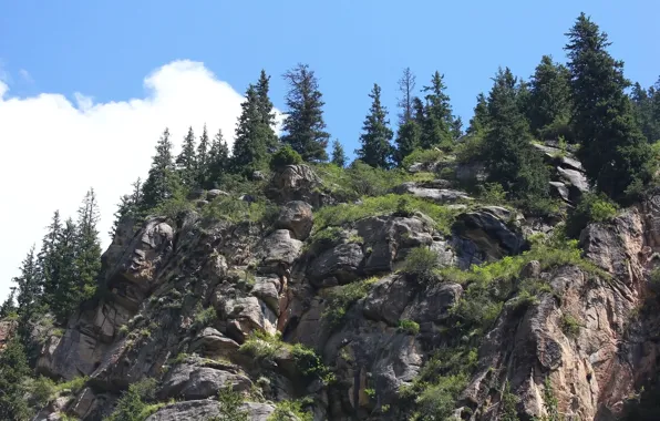 Картинка лес, небо, горы, скалы, ели