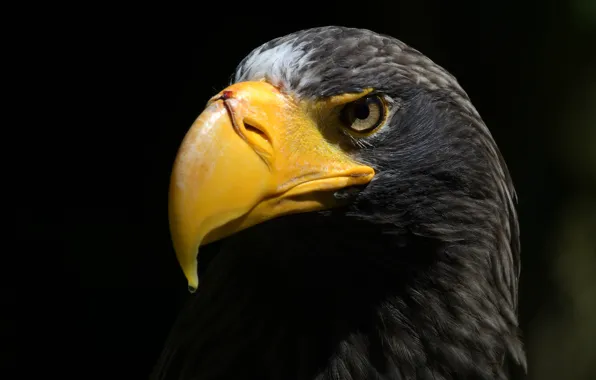 Птица, клюв, Sea Eagle