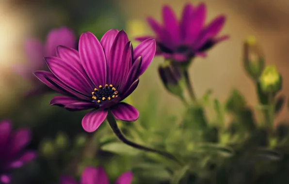 Цветы, лепестки, размытость, flowers, blur, petals, остеоспермум, osteospermum