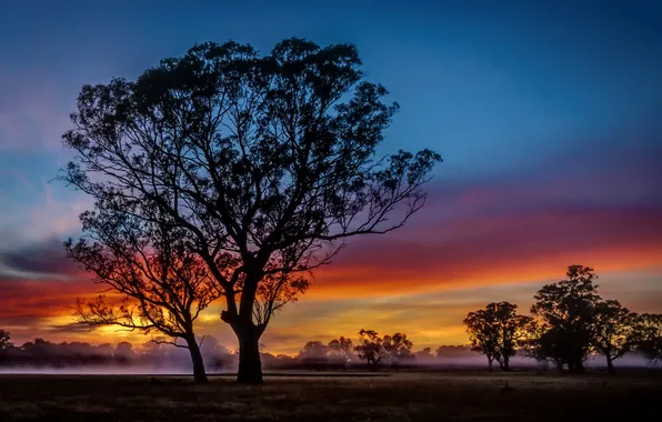 Sunrise, colour, Mist, silhouette, Fog, Trees