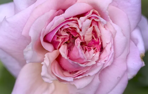 Картинка макро, роса, розовая, роза, чайная роза, цветки