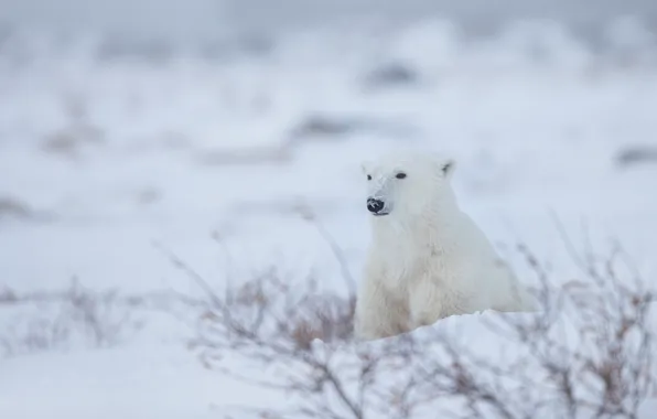 Зима, снег, Полярный медведь, Белый медведь