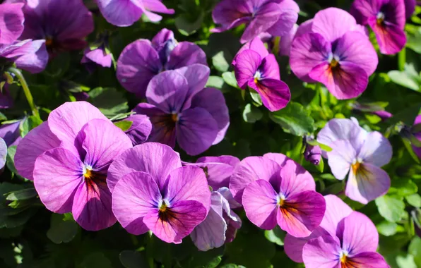 Spring, blooming, pansies