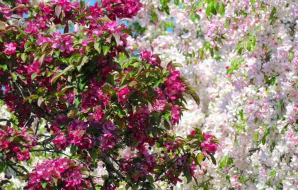 Деревья, весна, цветение, blossom, Flowering trees